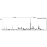 ChIP - Anti-RbBP5 Antibody (A295267) - Antibodies.com