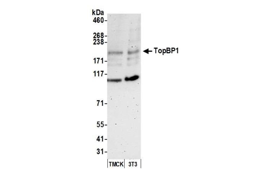 Western Blot - Anti-TopBP1 Antibody (A295269) - Antibodies.com