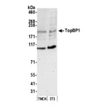 Western Blot - Anti-TopBP1 Antibody (A295269) - Antibodies.com