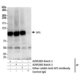 Immunoprecipitation - Anti-SP1 Antibody (A295285) - Antibodies.com