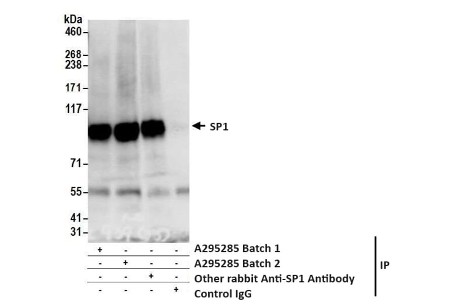 Immunoprecipitation - Anti-SP1 Antibody (A295285) - Antibodies.com