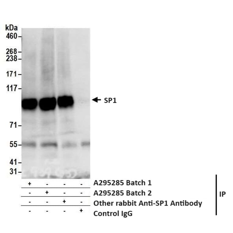 Immunoprecipitation - Anti-SP1 Antibody (A295285) - Antibodies.com