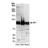 Western Blot - Anti-SP1 Antibody (A295285) - Antibodies.com