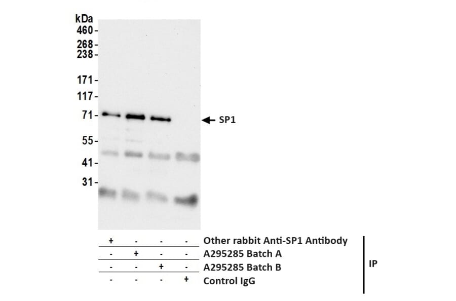 Immunoprecipitation - Anti-SP1 Antibody (A295285) - Antibodies.com