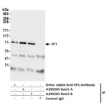 Immunoprecipitation - Anti-SP1 Antibody (A295285) - Antibodies.com