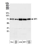 Western Blot - Anti-SP1 Antibody (A295285) - Antibodies.com