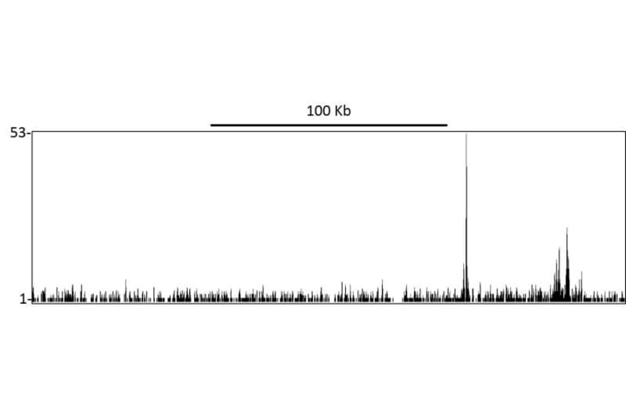 ChIP- Anti-SP1 Antibody (A295285) - Antibodies.com
