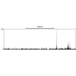 ChIP- Anti-SP1 Antibody (A295285) - Antibodies.com
