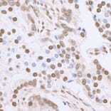 Immunohistochemistry - Anti-SP1 Antibody (A295285) - Antibodies.com
