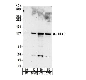Western Blot - Anti-HLTF Antibody (A295358) - Antibodies.com