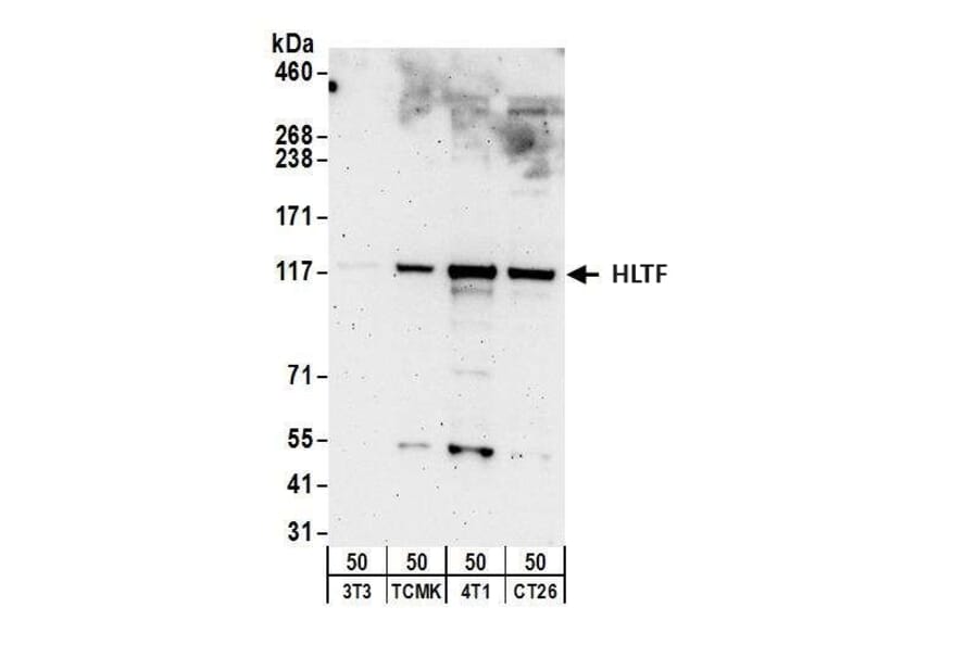 Western Blot - Anti-HLTF Antibody (A295358) - Antibodies.com