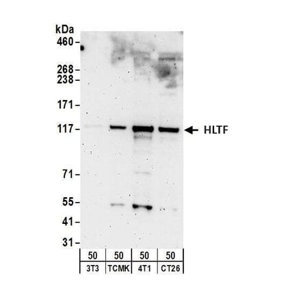 Western Blot - Anti-HLTF Antibody (A295358) - Antibodies.com