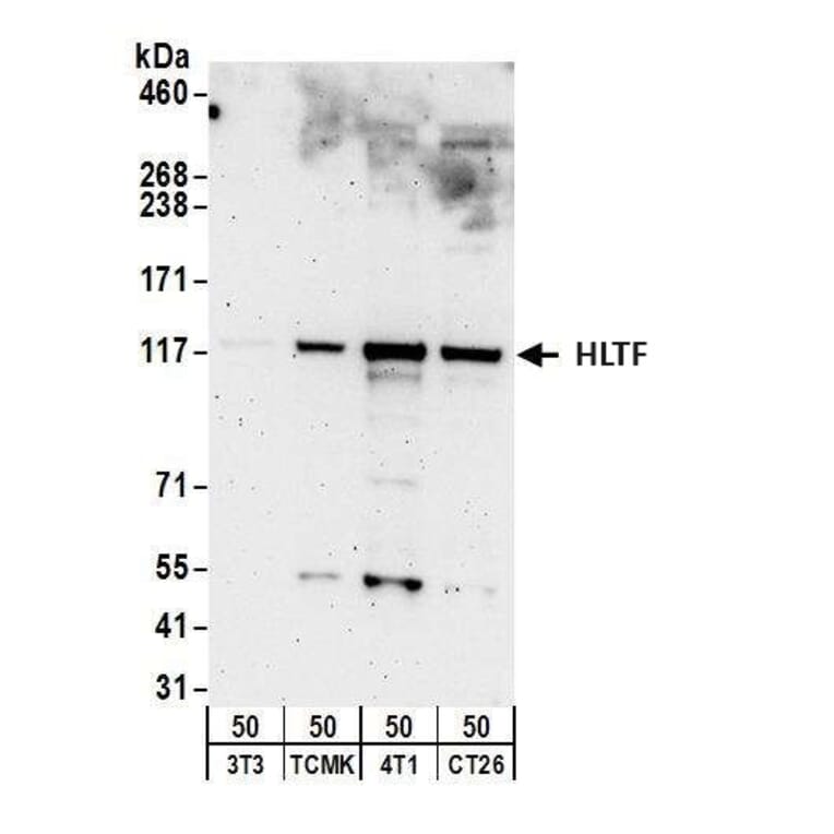 Western Blot - Anti-HLTF Antibody (A295358) - Antibodies.com