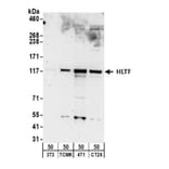 Western Blot - Anti-HLTF Antibody (A295358) - Antibodies.com