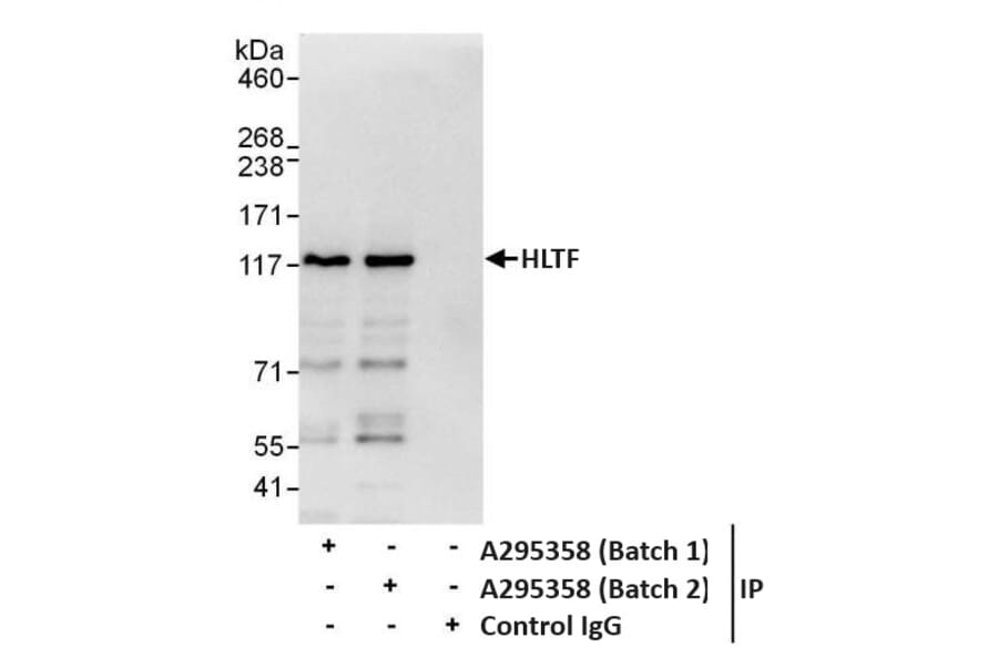 Immunoprecipitation - Anti-HLTF Antibody (A295358) - Antibodies.com