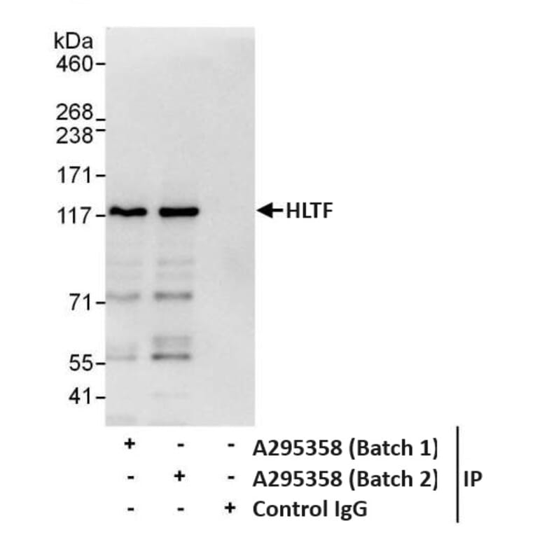 Immunoprecipitation - Anti-HLTF Antibody (A295358) - Antibodies.com