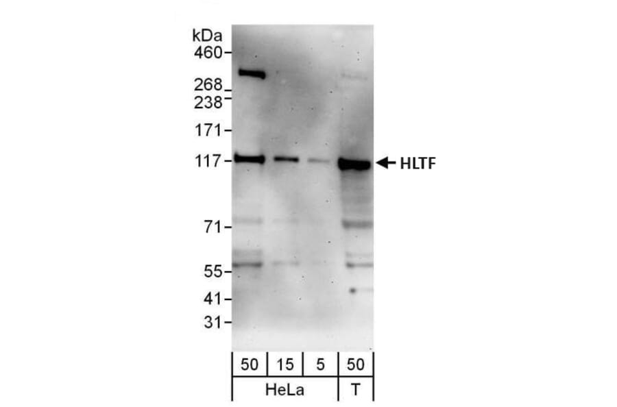 Western Blot - Anti-HLTF Antibody (A295358) - Antibodies.com