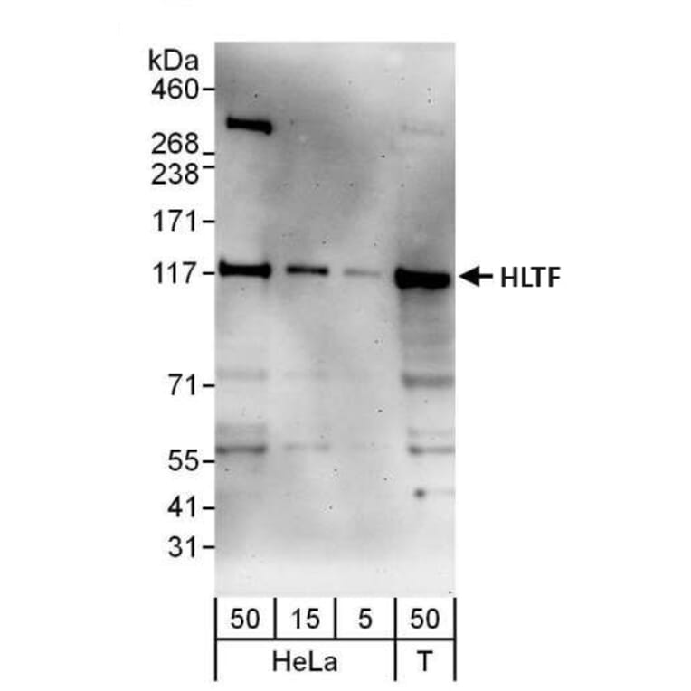 Western Blot - Anti-HLTF Antibody (A295358) - Antibodies.com