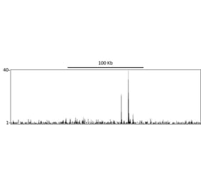 ChIP - Anti-p53 Antibody (A295374) - Antibodies.com
