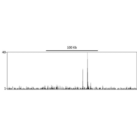 ChIP - Anti-p53 Antibody (A295374) - Antibodies.com