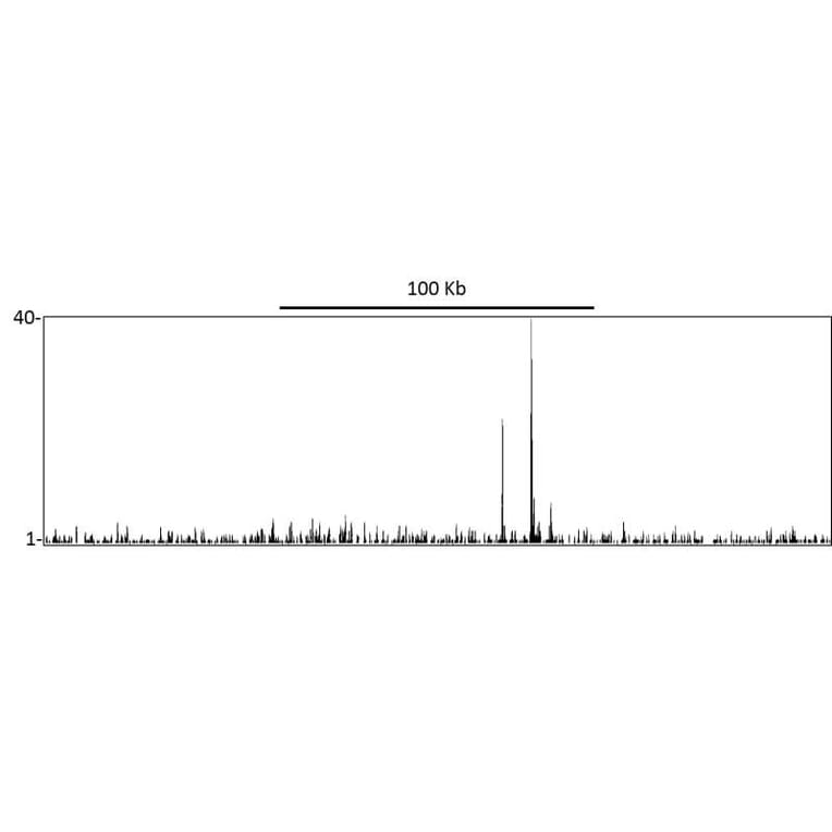 ChIP - Anti-p53 Antibody (A295374) - Antibodies.com