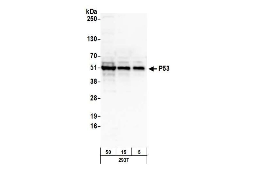 Western Blot - Anti-p53 Antibody (A295374) - Antibodies.com