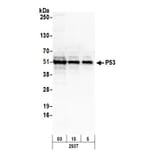 Western Blot - Anti-p53 Antibody (A295374) - Antibodies.com