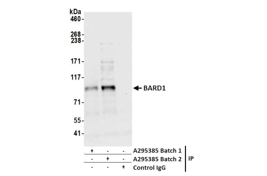 Immunoprecipitation - Anti-BARD1 Antibody (A295385) - Antibodies.com
