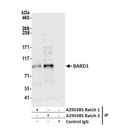 Immunoprecipitation - Anti-BARD1 Antibody (A295385) - Antibodies.com