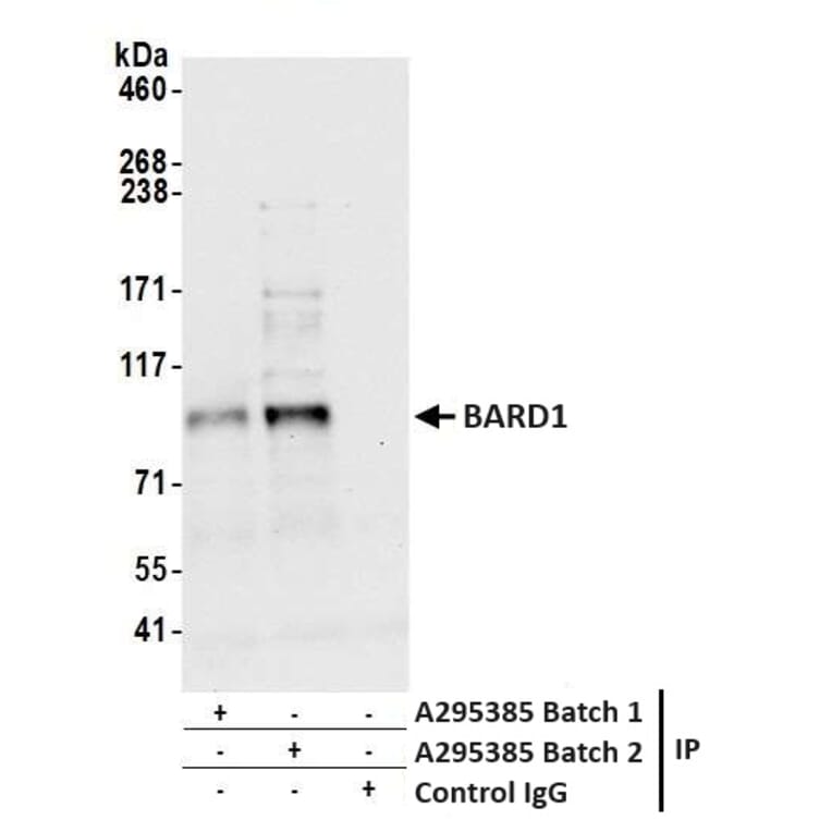 Immunoprecipitation - Anti-BARD1 Antibody (A295385) - Antibodies.com