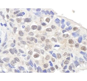 Immunohistochemistry - Anti-Claspin Antibody (A295388) - Antibodies.com