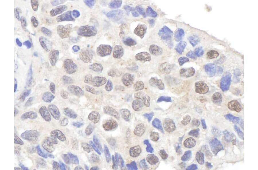Immunohistochemistry - Anti-Claspin Antibody (A295388) - Antibodies.com