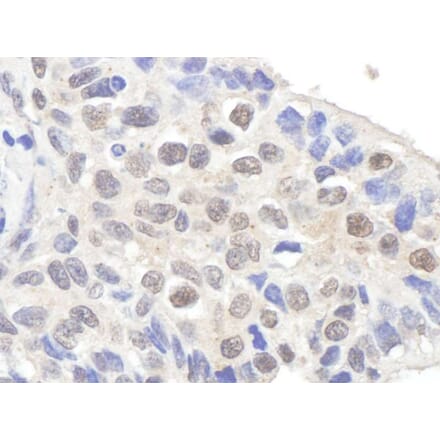 Immunohistochemistry - Anti-Claspin Antibody (A295388) - Antibodies.com