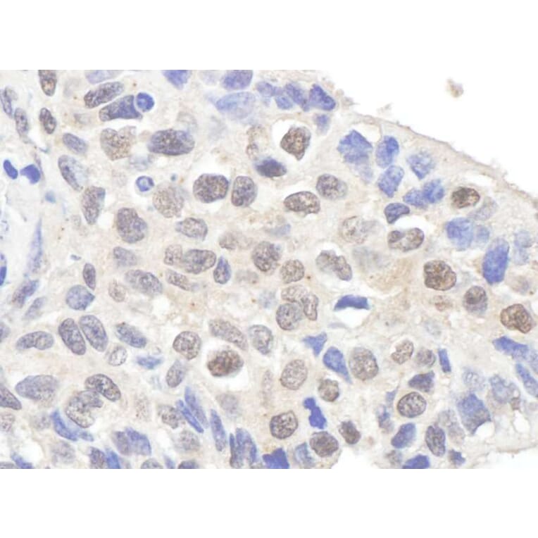 Immunohistochemistry - Anti-Claspin Antibody (A295388) - Antibodies.com