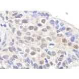 Immunohistochemistry - Anti-Claspin Antibody (A295388) - Antibodies.com