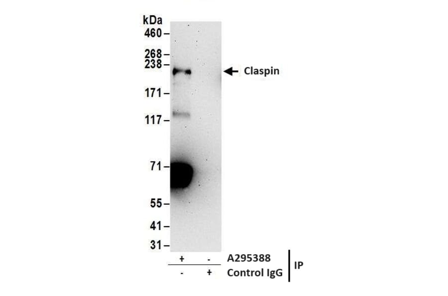 Immunoprecipitation - Anti-Claspin Antibody (A295388) - Antibodies.com
