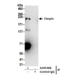 Immunoprecipitation - Anti-Claspin Antibody (A295388) - Antibodies.com