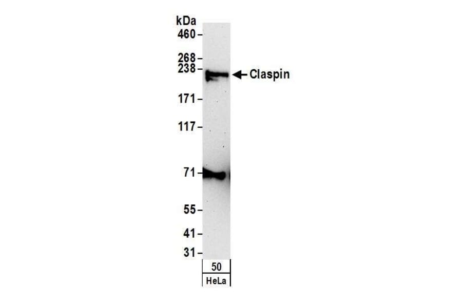 Western Blot - Anti-Claspin Antibody (A295388) - Antibodies.com