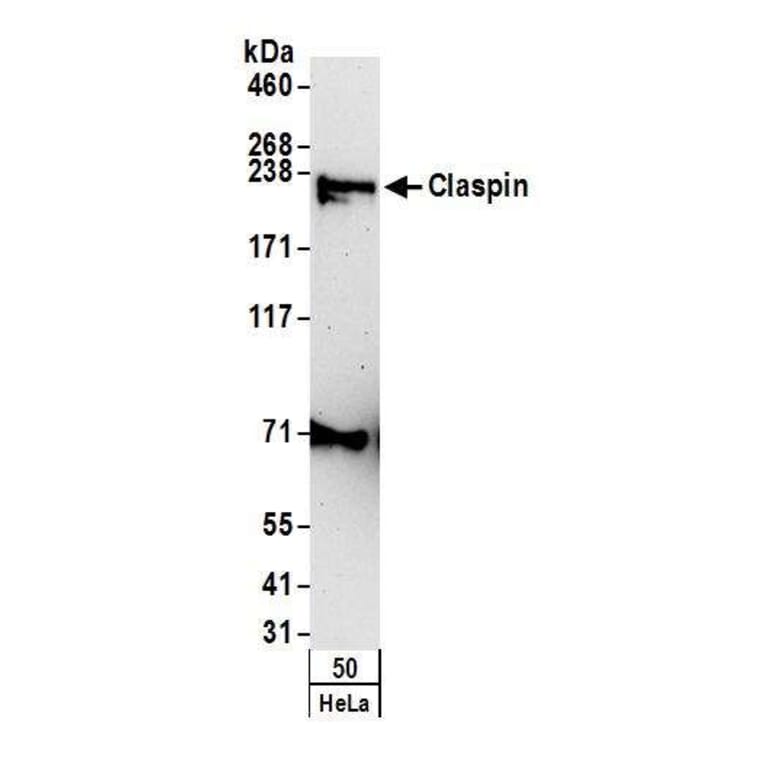 Western Blot - Anti-Claspin Antibody (A295388) - Antibodies.com