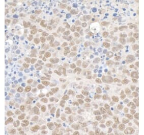 Immunohistochemistry - Anti-KAP1 Antibody (A295397) - Antibodies.com