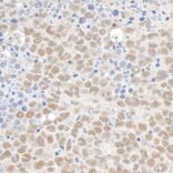 Immunohistochemistry - Anti-KAP1 Antibody (A295397) - Antibodies.com