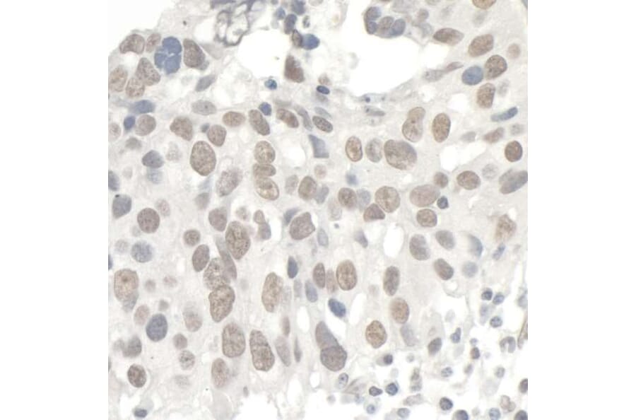 Immunohistochemistry - Anti-KAP1 Antibody (A295397) - Antibodies.com