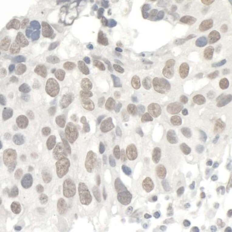 Immunohistochemistry - Anti-KAP1 Antibody (A295397) - Antibodies.com