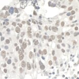 Immunohistochemistry - Anti-KAP1 Antibody (A295397) - Antibodies.com