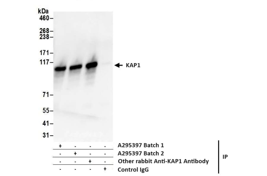 Immunoprecipitation - Anti-KAP1 Antibody (A295397) - Antibodies.com