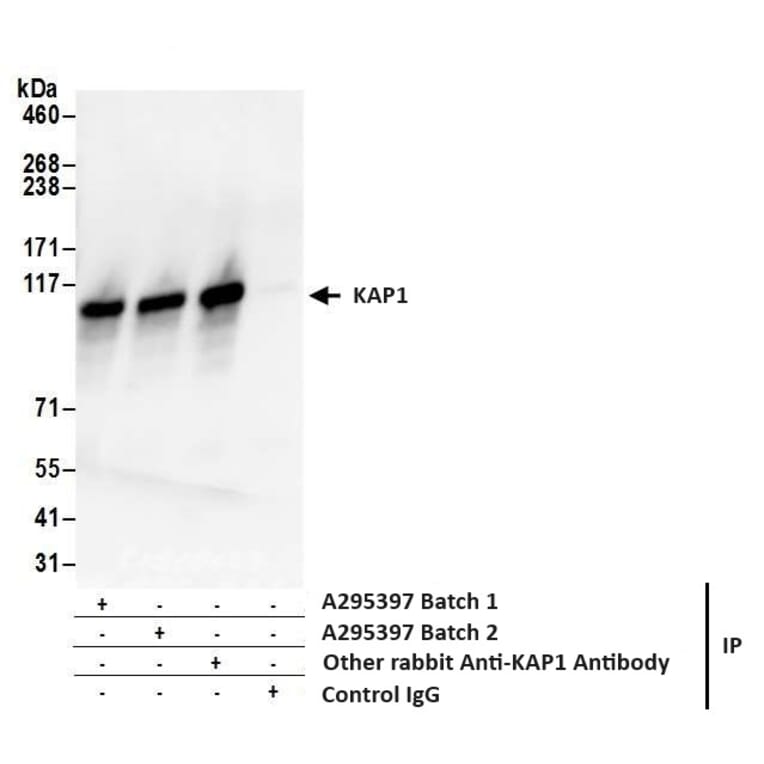 Immunoprecipitation - Anti-KAP1 Antibody (A295397) - Antibodies.com
