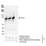 Immunoprecipitation - Anti-KAP1 Antibody (A295397) - Antibodies.com