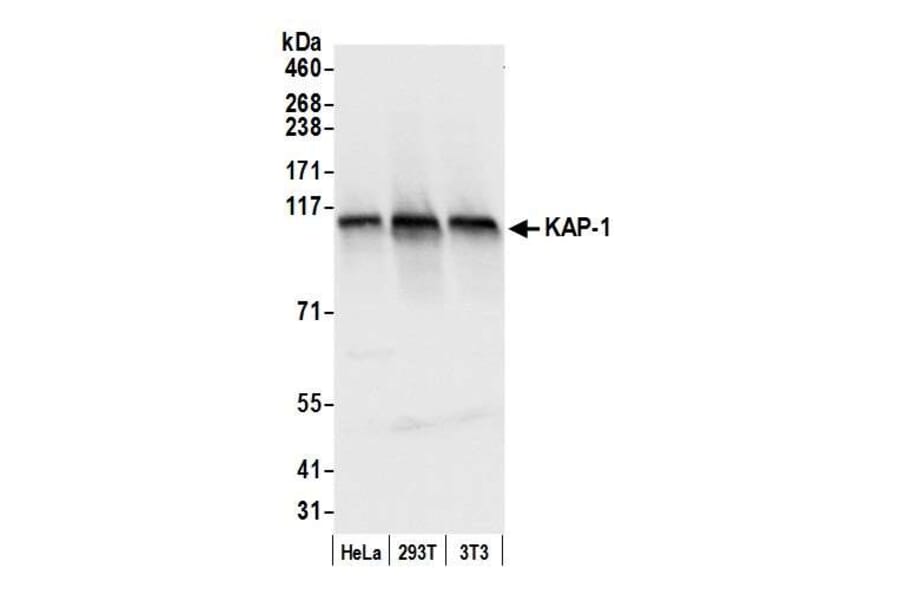 Western Blot - Anti-KAP1 Antibody (A295397) - Antibodies.com