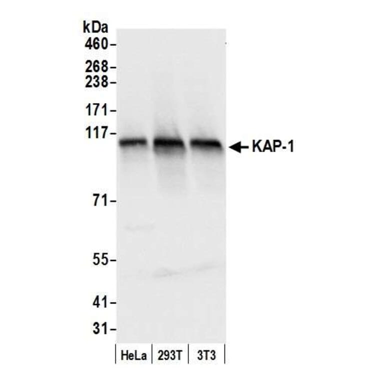 Western Blot - Anti-KAP1 Antibody (A295397) - Antibodies.com