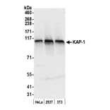 Western Blot - Anti-KAP1 Antibody (A295397) - Antibodies.com